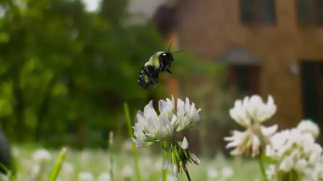 Giardino selvatico_ la natura che ci circonda