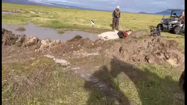 Salvataggio di un cavallo affondato in una palude fangosa 🐎