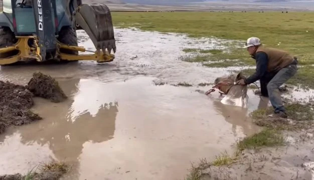Salvataggio di un cavallo affondato in una palude fangosa 🐎