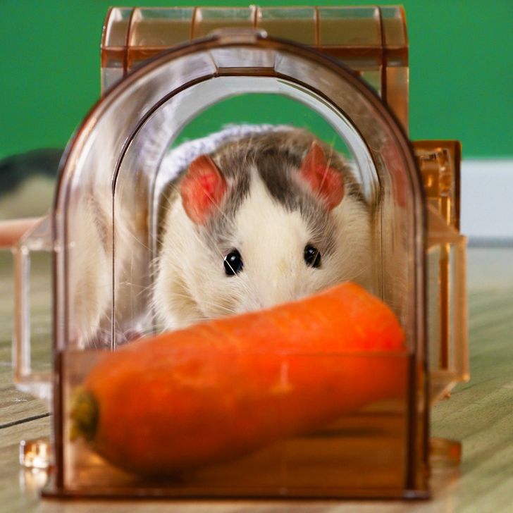 ابعد الآفات وساعد نباتاتك على النمو 🌸