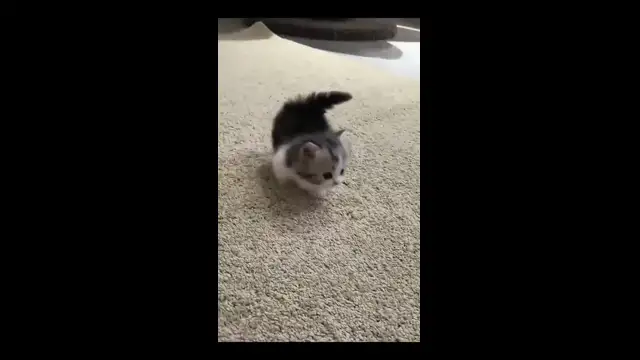 Clip from Забавные видео