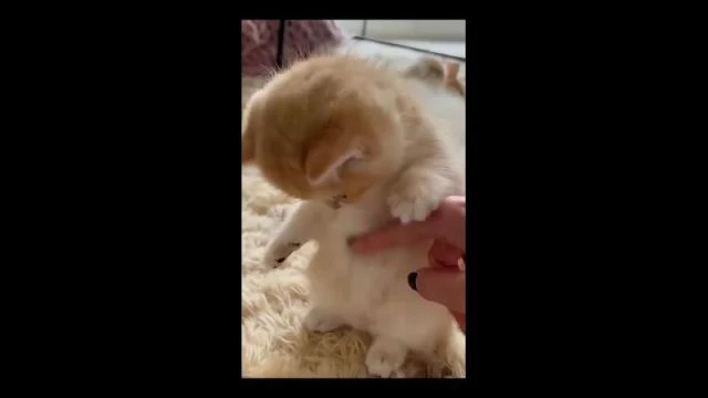 Clip from Забавные видео