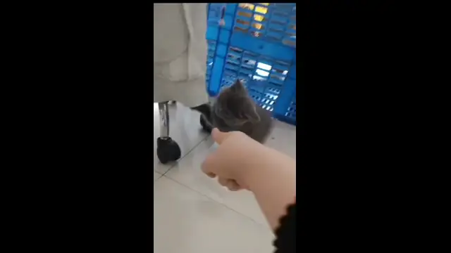 Clip from Подсмотрено Россия