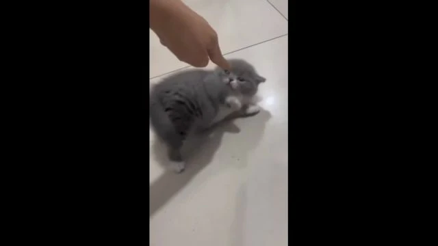 Clip from Подсмотрено Россия