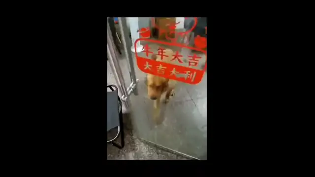 Clip by @smotribelnaya