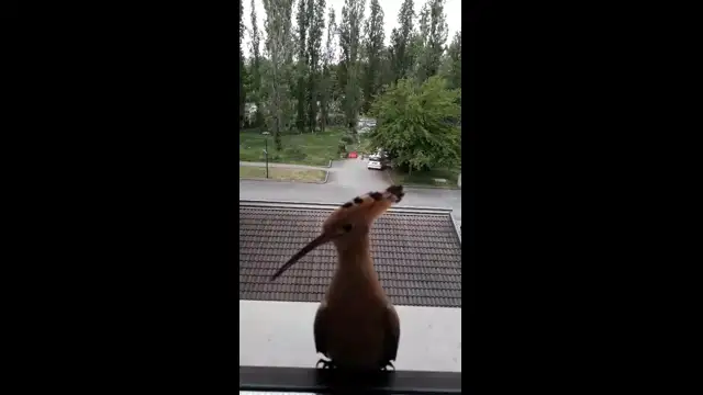 | upupa | Livia Ferrari