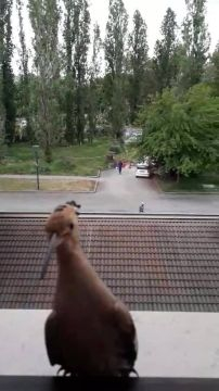 | upupa | Livia Ferrari